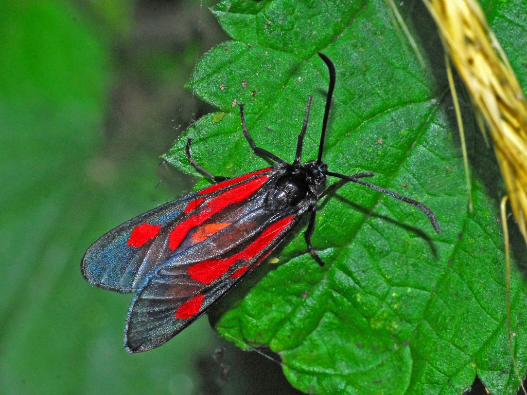 Romeo, perch sei tu Romeo?  S, Zygaena romeo